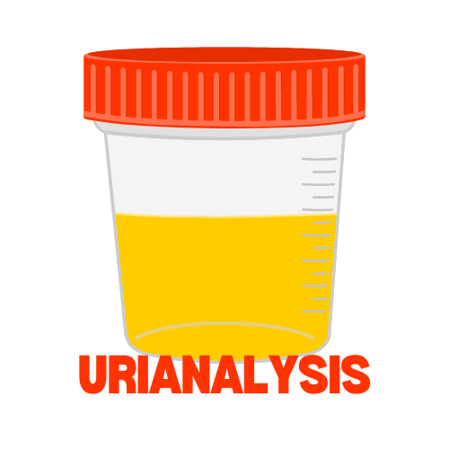 Urine Rutin